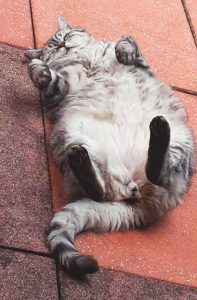 Familienkatze