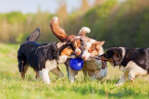 Hunde am Spielen