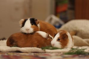 Kleine Hamster